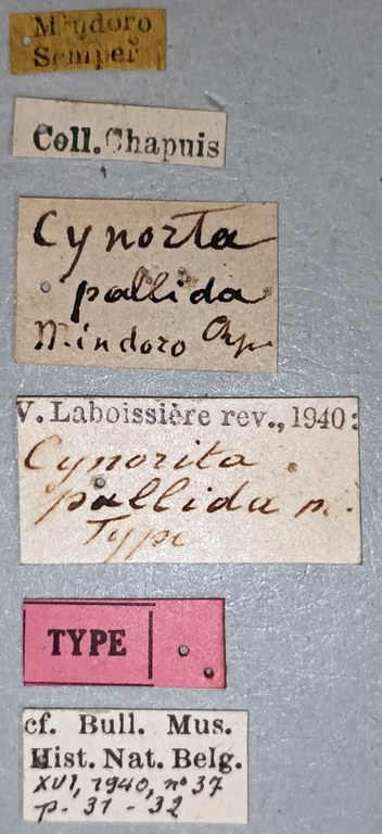 Cynorita pallida T Labels.jpg