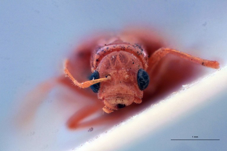 Cynorita parvicollis T F.jpg