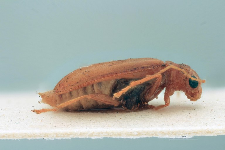 Cynorita parvicollis T L.jpg