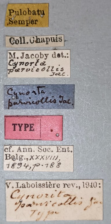 Cynorita parvicollis T Labels.jpg