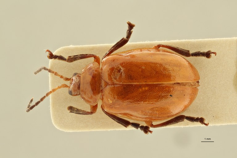 Oides minor Cotype Dorsal ZS PMax Scaled.jpeg