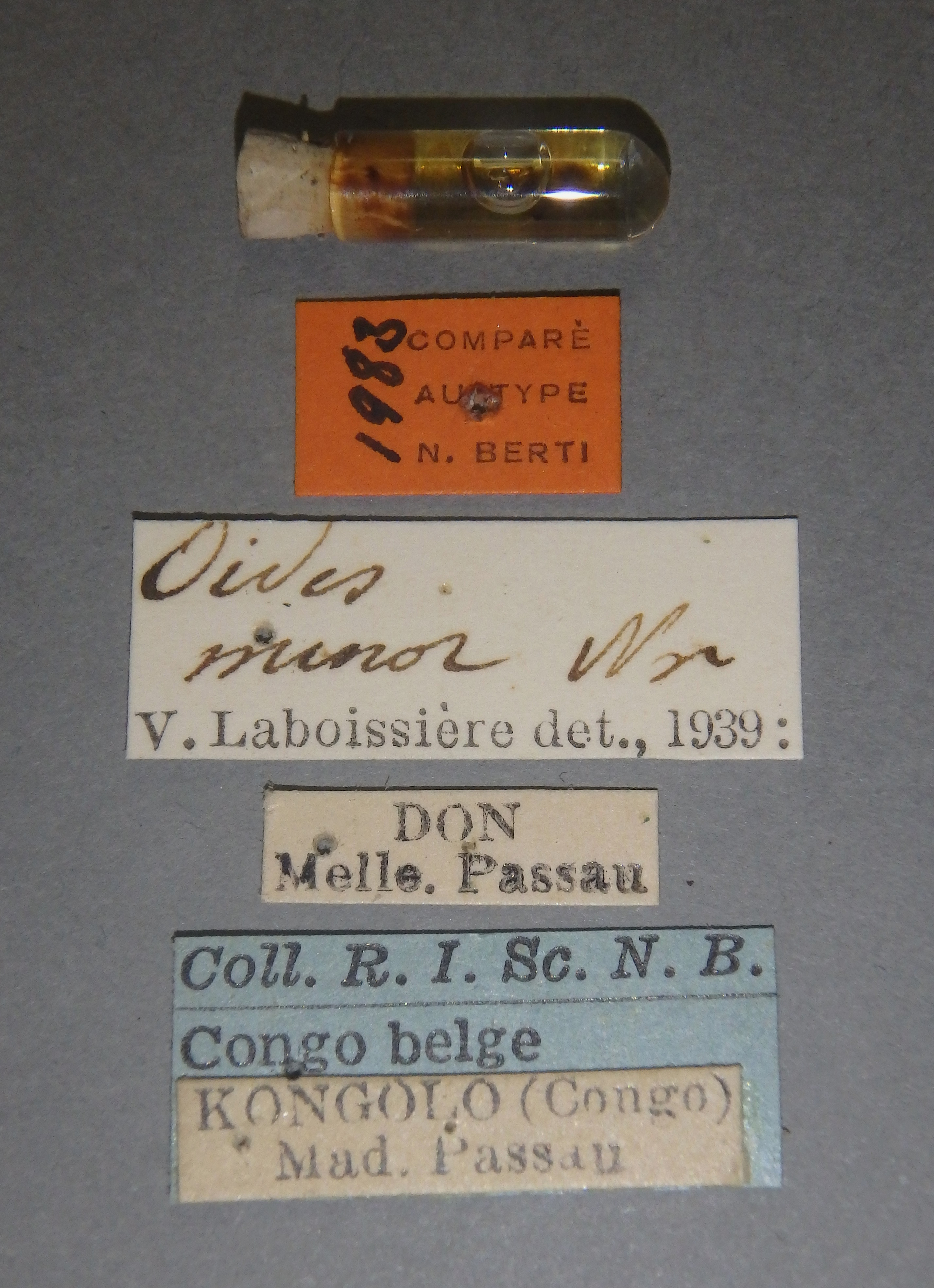 Oides minor Cotype Labels.jpeg
