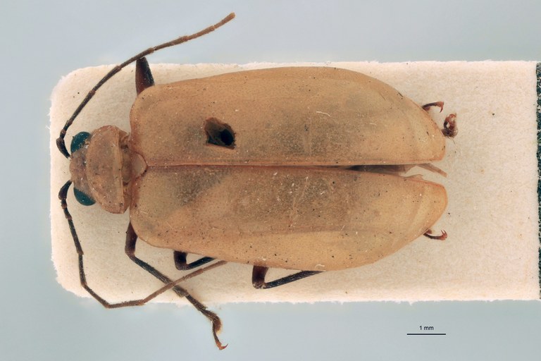 Proegmena indica Ex-T D.jpg