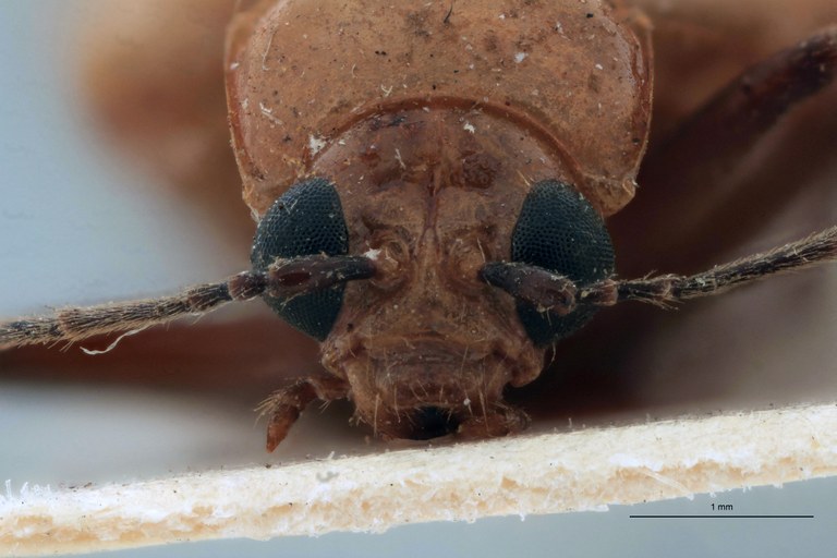 Proegmena indica Ex-T F.jpg