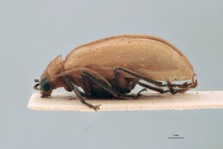 Proegmena indica Ex-T L.jpg