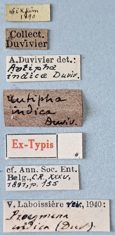 Proegmena indica Ex-T Labels.jpg