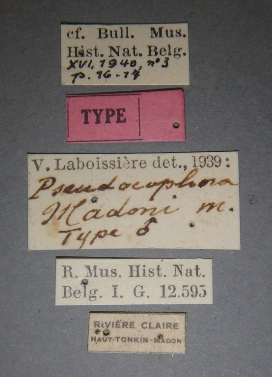 Pseudocophora madoni t M Lb.jpg