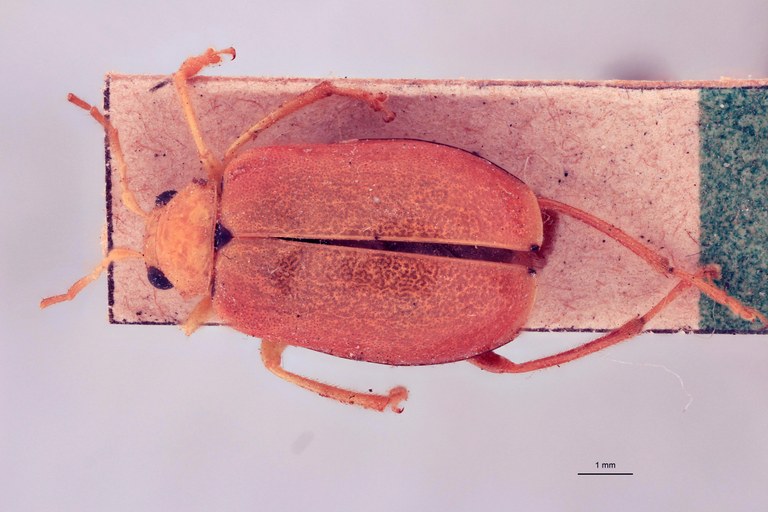 Sepharia aurantiaca Pt D.jpg