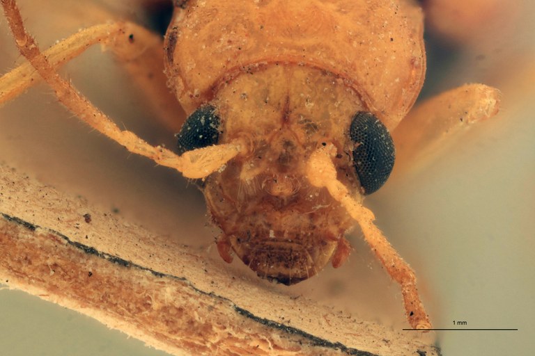 Sepharia aurantiaca Pt F.jpg