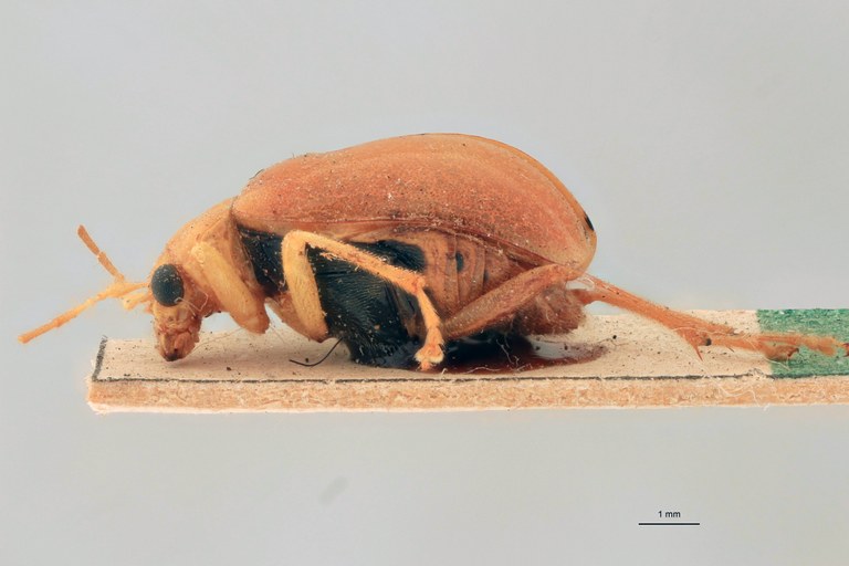 Sepharia aurantiaca Pt L.jpg