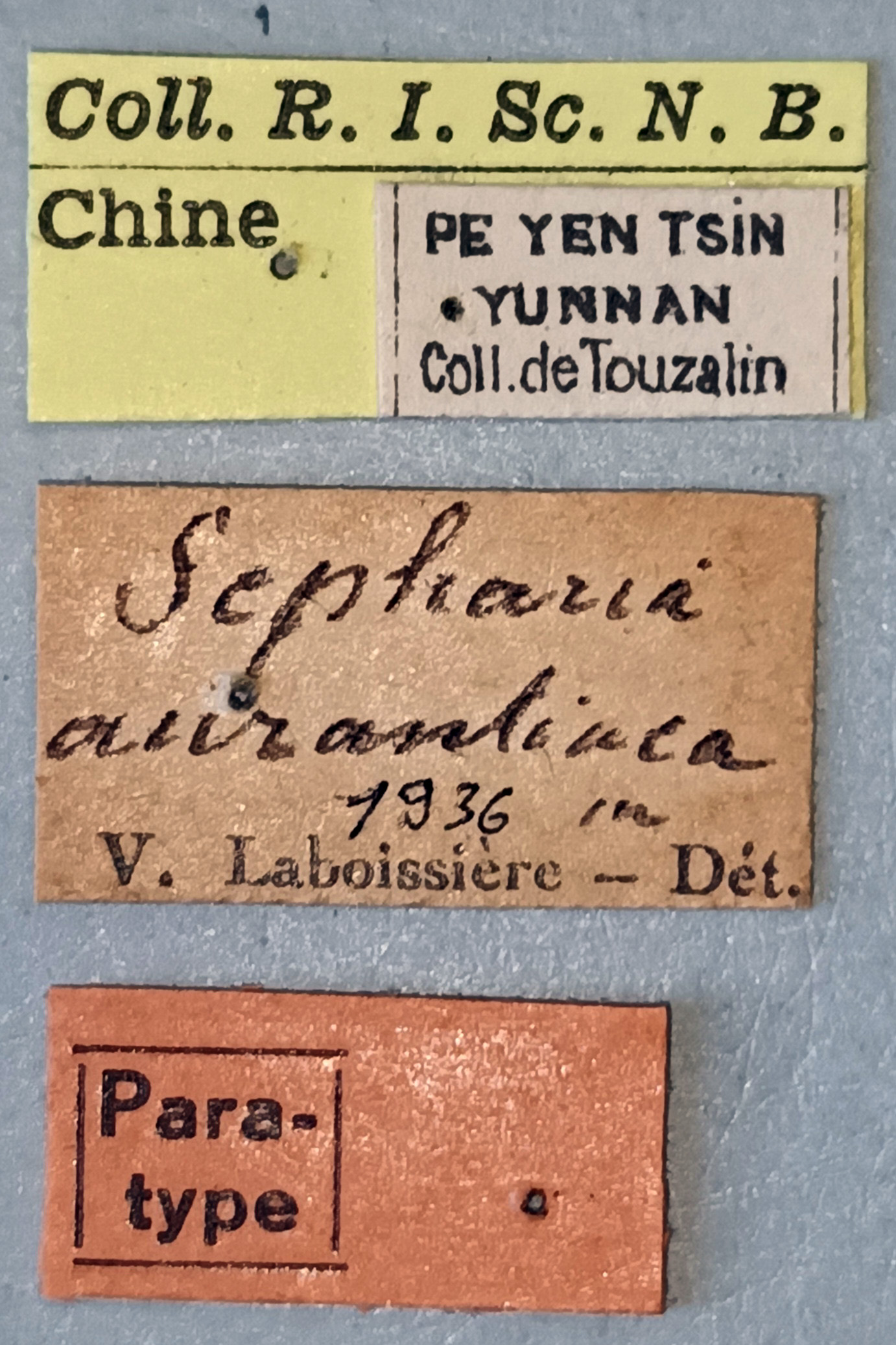 Sepharia aurantiaca Pt Labels.jpg