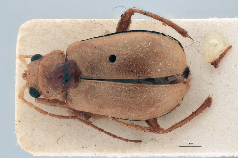 Sepharia cornuta Ex-T D.jpg