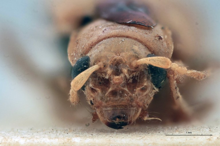 Sepharia cornuta Ex-T F.jpg