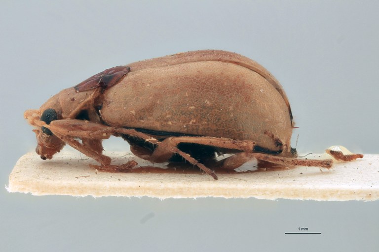 Sepharia cornuta Ex-T L.jpg