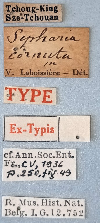 Sepharia cornuta Ex-T Labels.jpg