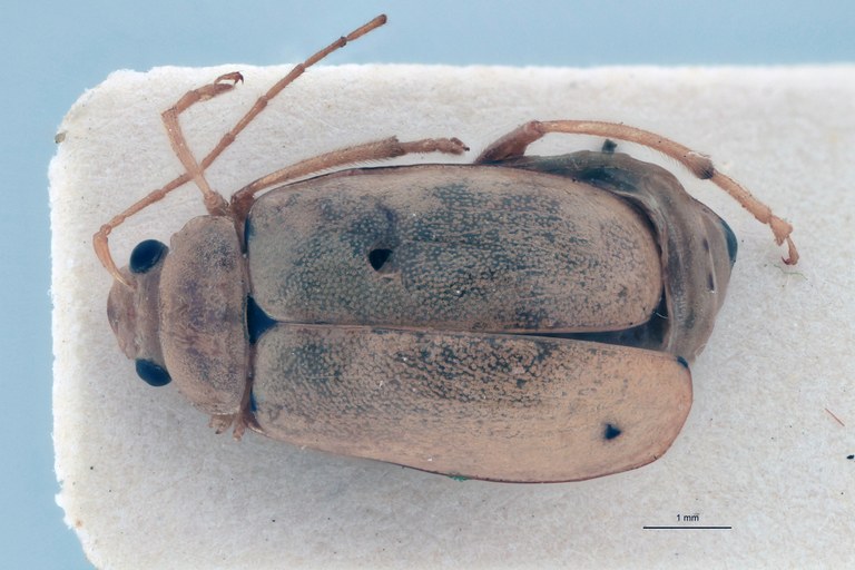 Sepharia frontalis Ex-T D.jpg