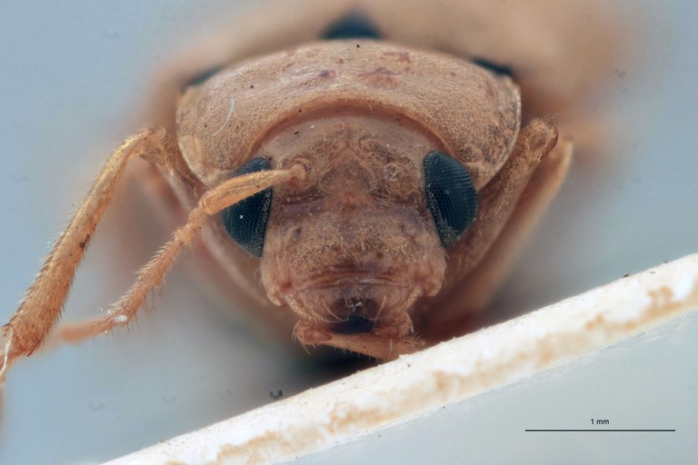 Sepharia frontalis Ex-T F.jpg