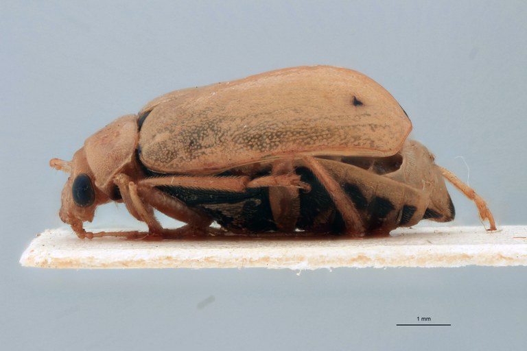 Sepharia frontalis Ex-T L.jpg