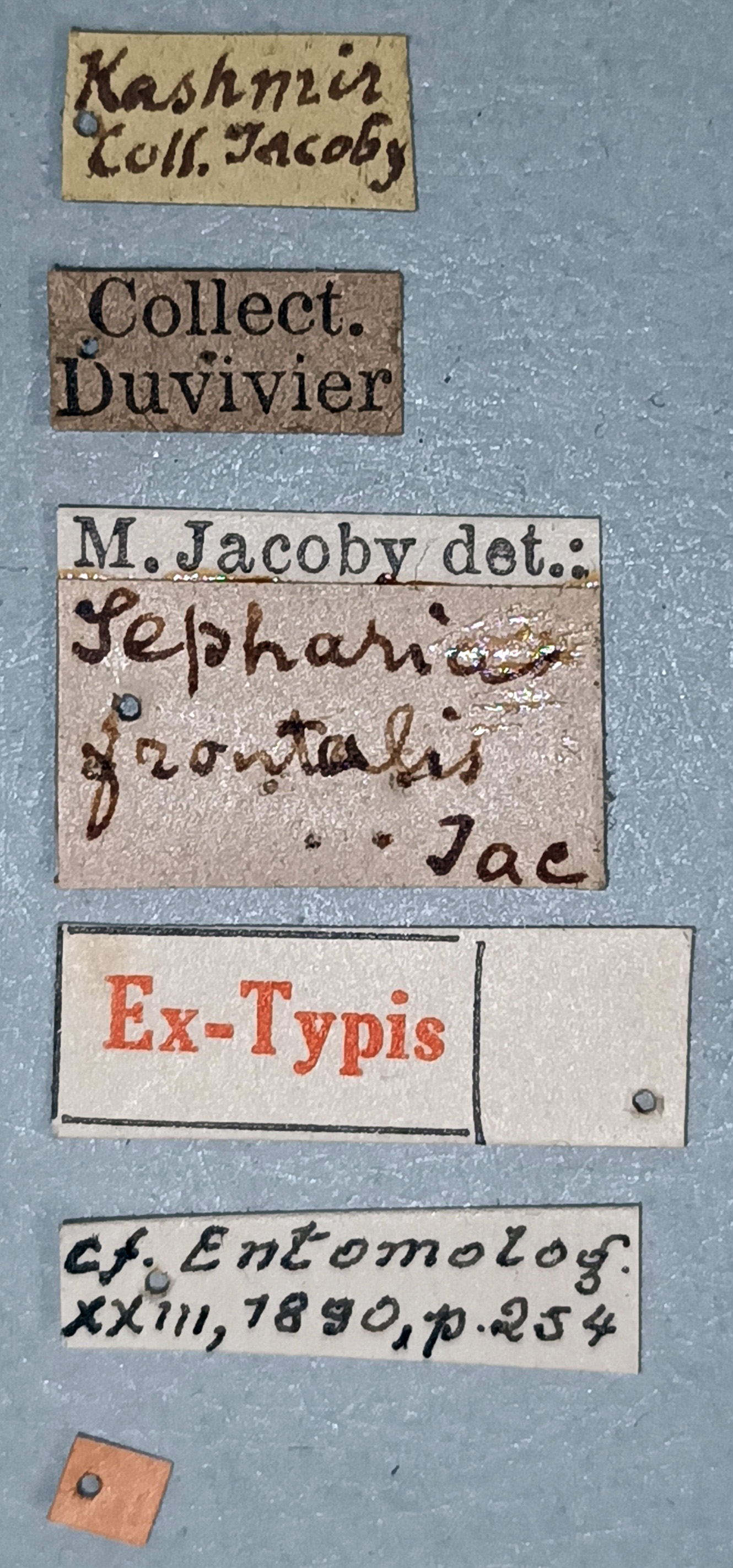 Sepharia frontalis Ex-T Labels.jpg