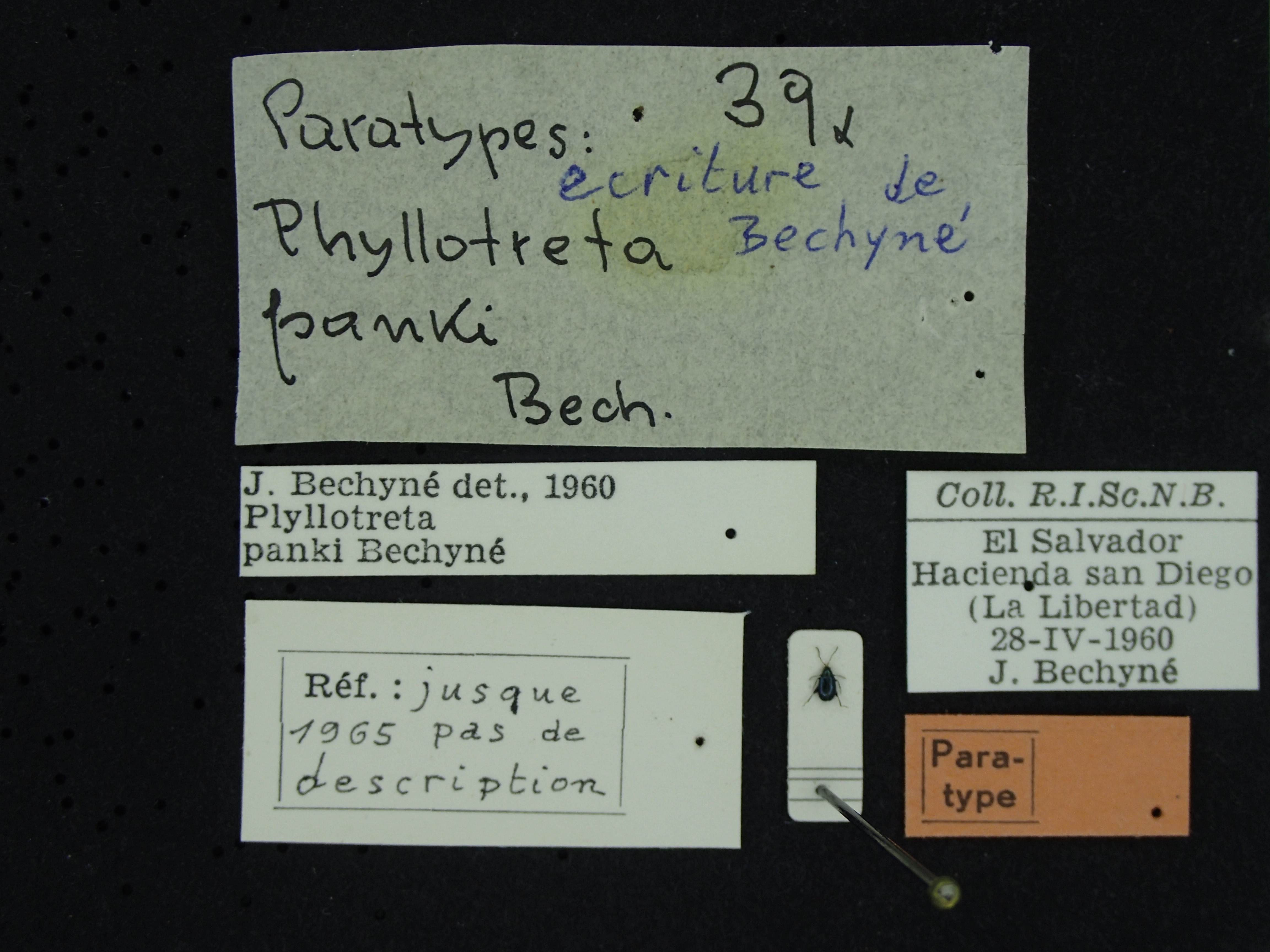 BE-RBINS-ENT Phyllotreta panki K39_D08_053 Label.JPG