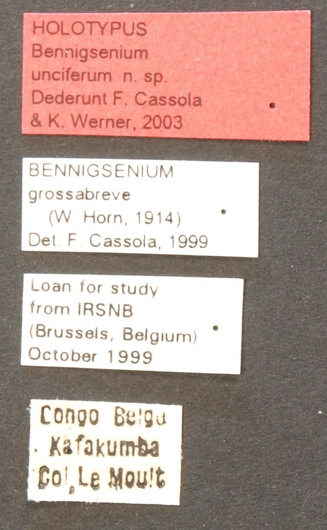Bennigsenium unciferum ht LB.JPG