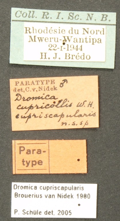Dromica (Dromica) cupricollis cupriscapularis pt LB.JPG