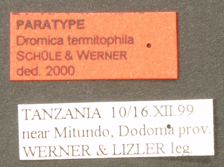 Dromica (Dromica) termitophila pt LB.JPG