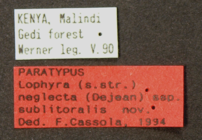 Lophyra (Lophyra) neglecta sublitoralis pt Lb.JPG