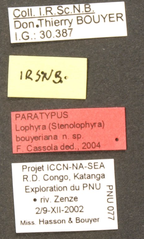 Lophyra (Stenolophyra) bouyeriana pt Lb.JPG