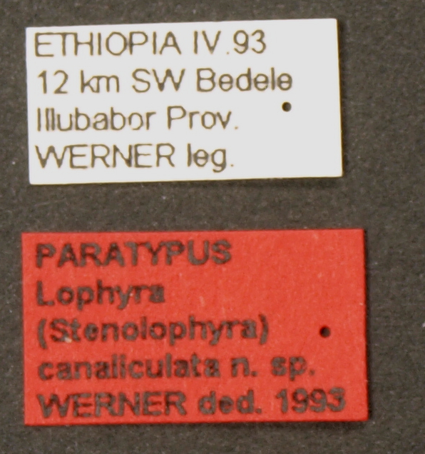 Lophyra (Stenolophyra) canaliculata pt Lb.JPG