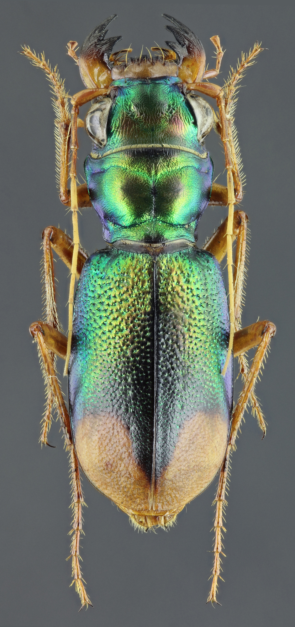 Megacephala (Grammognatha) euphratica 44354zs77.jpg