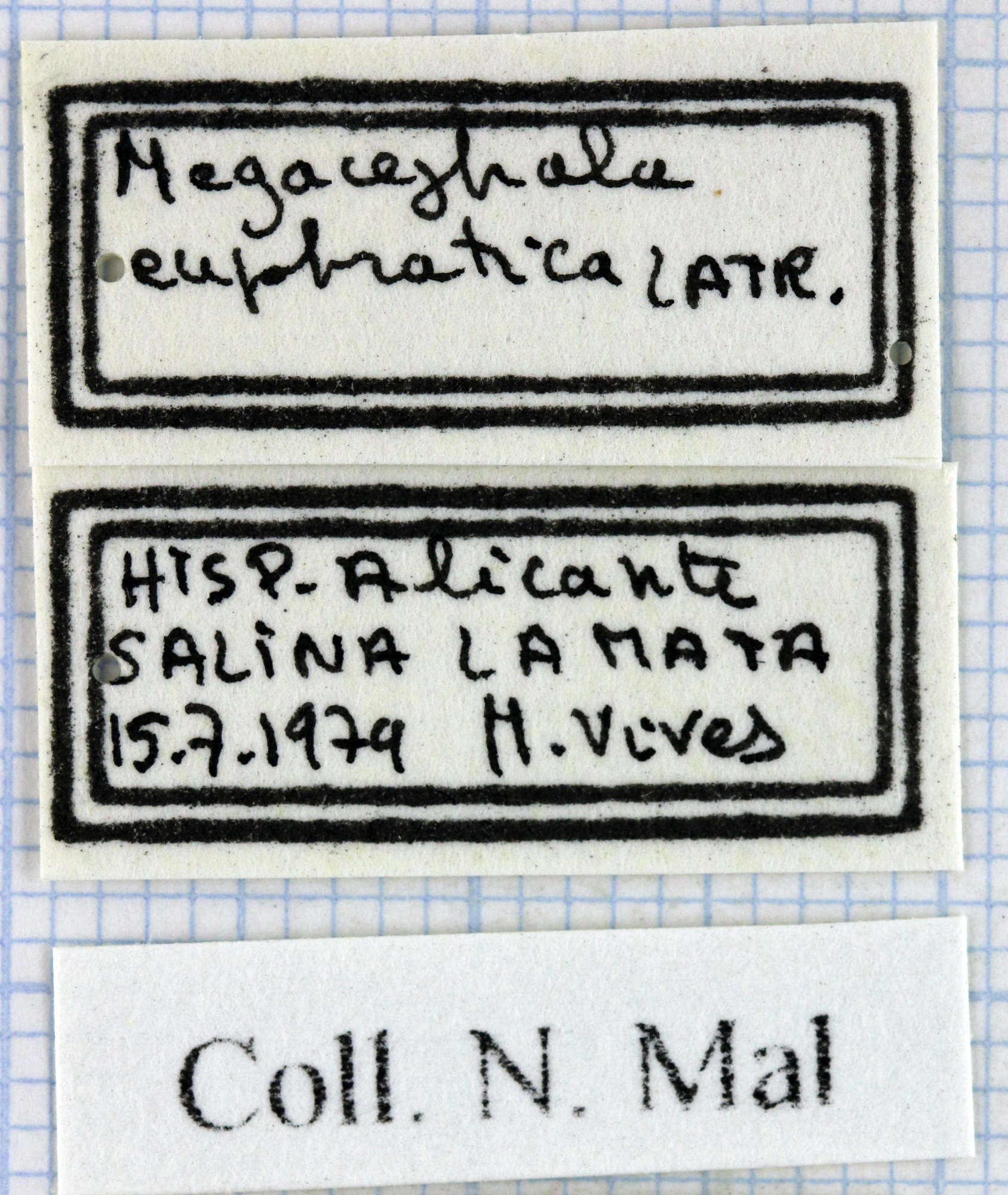 Megacephala (Grammognatha) euphratica 44411.jpg