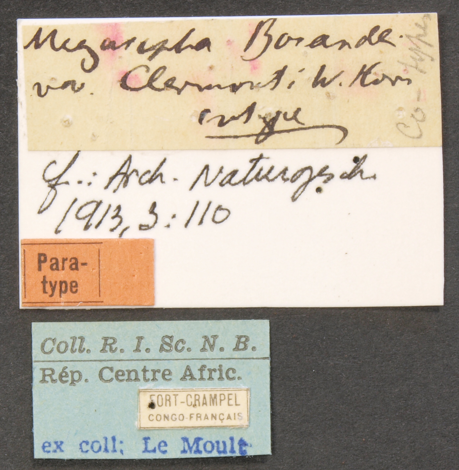 Megacephala (Megacephala) bocandei clermonti pt LB.JPG