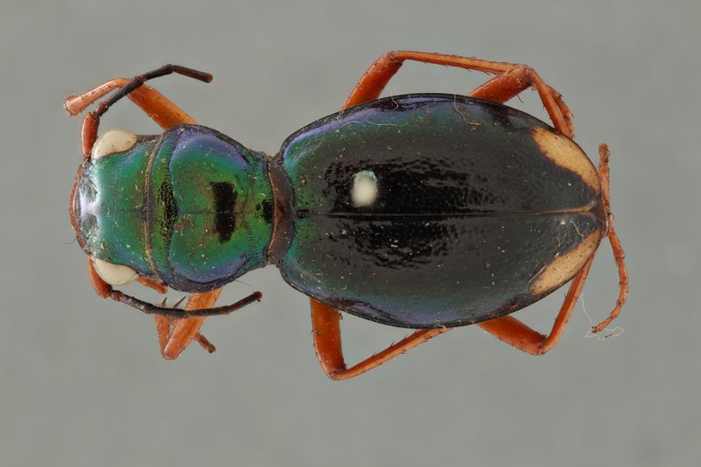Megacephala (Megacephala) bocandei clermonti pt D ZS PMax.jpg Megacephala (Megacephala) bocandei clermonti pt D ZS PMax.jpg