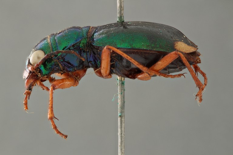 Megacephala (Megacephala) bocandei clermonti pt L ZS PMax.jpg Megacephala (Megacephala) bocandei clermonti pt L ZS PMax.jpg