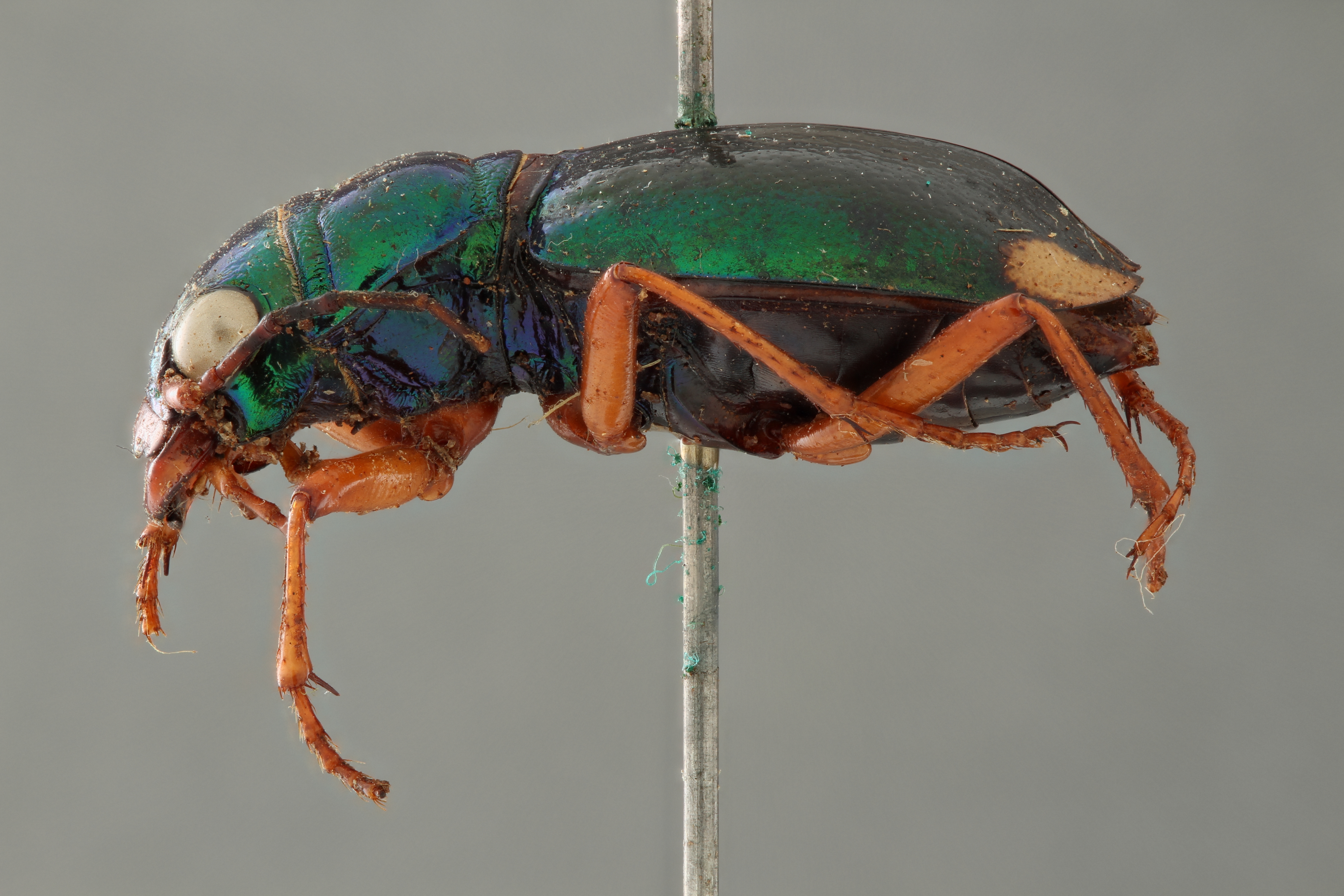 Megacephala (Megacephala) bocandei clermonti pt L ZS PMax.jpg