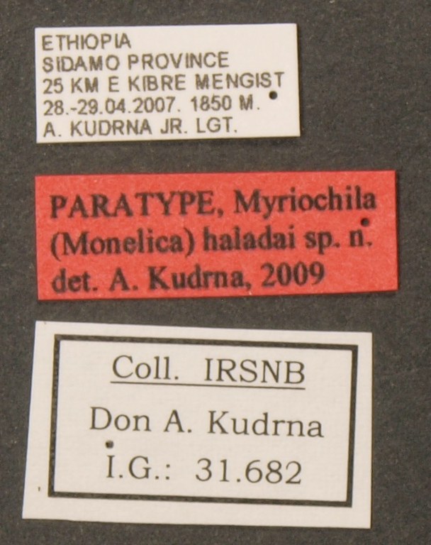Myriochila (Monelica) haladai pt LB.JPG