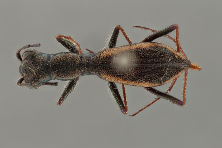 Myrmecoptera nigroplagiata pt D ZS PMax.jpg