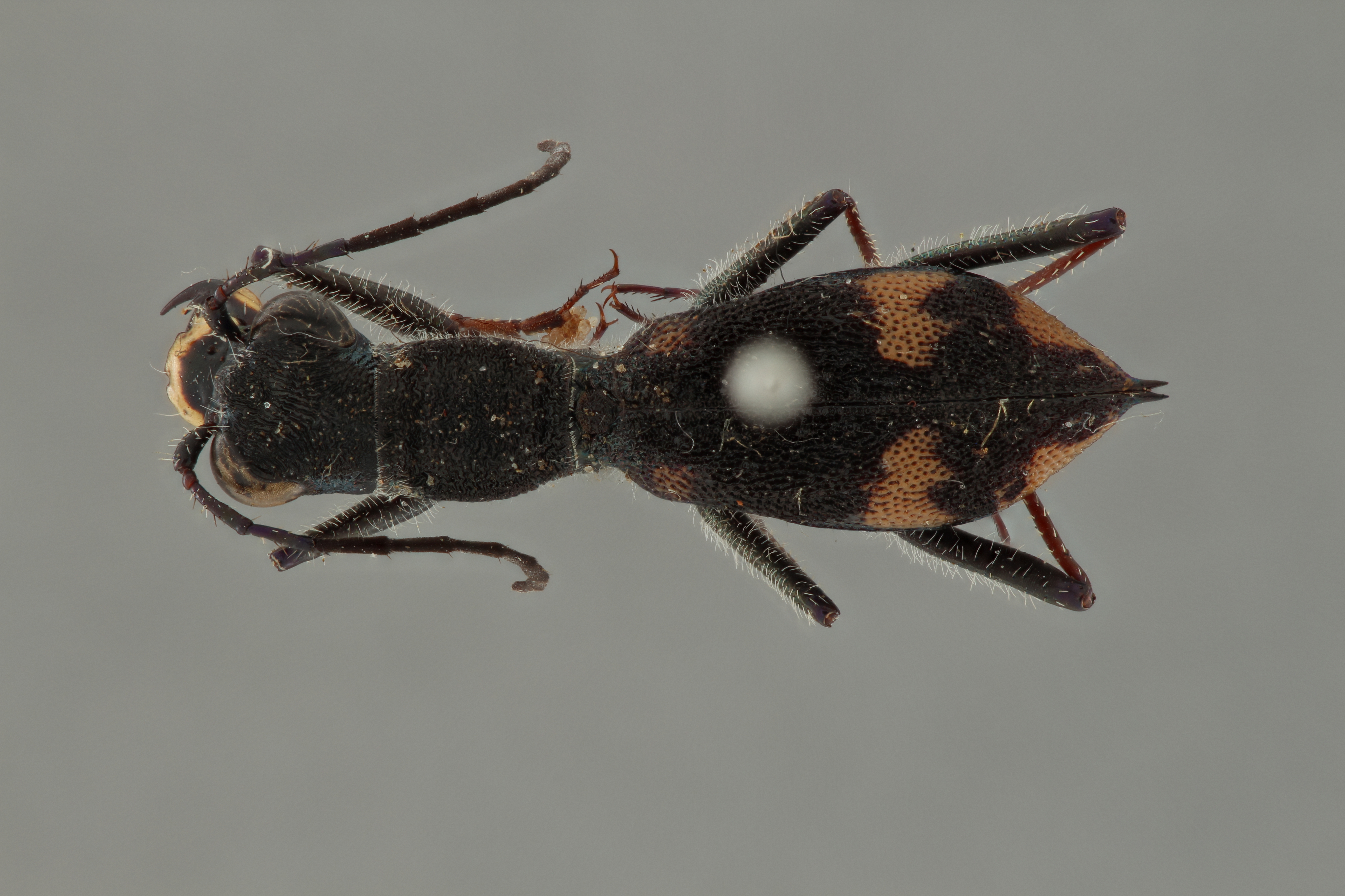 Myrmecoptera proepipleuralis pt D ZS PMax.jpg