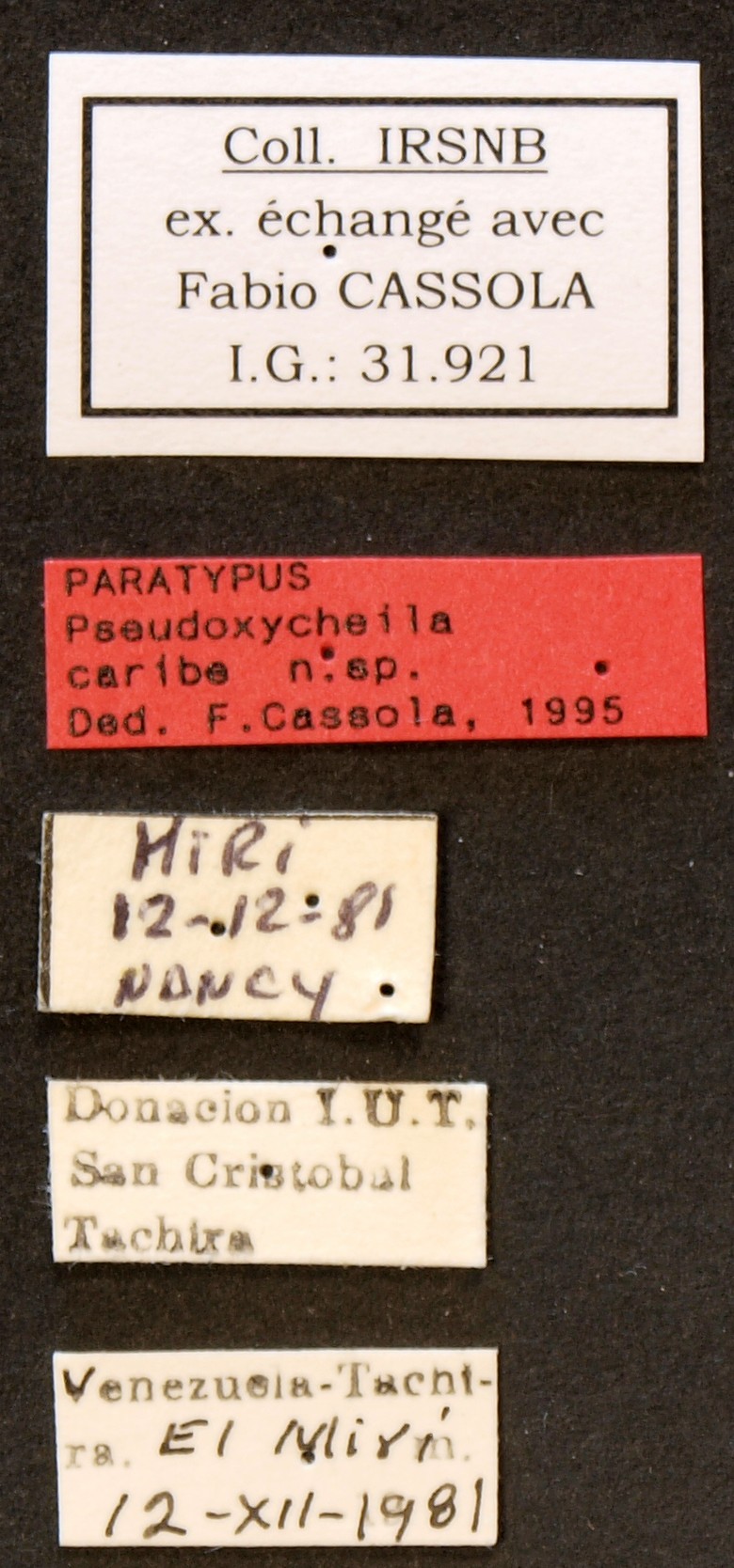 Pseudoxycheila caribe pt LB.JPG