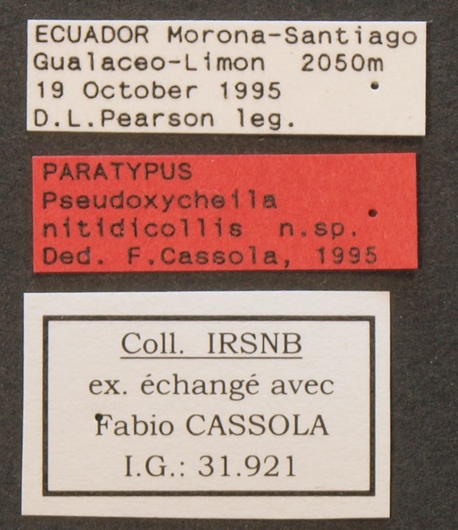 Pseudoxycheila nitidicollis pt LB.JPG