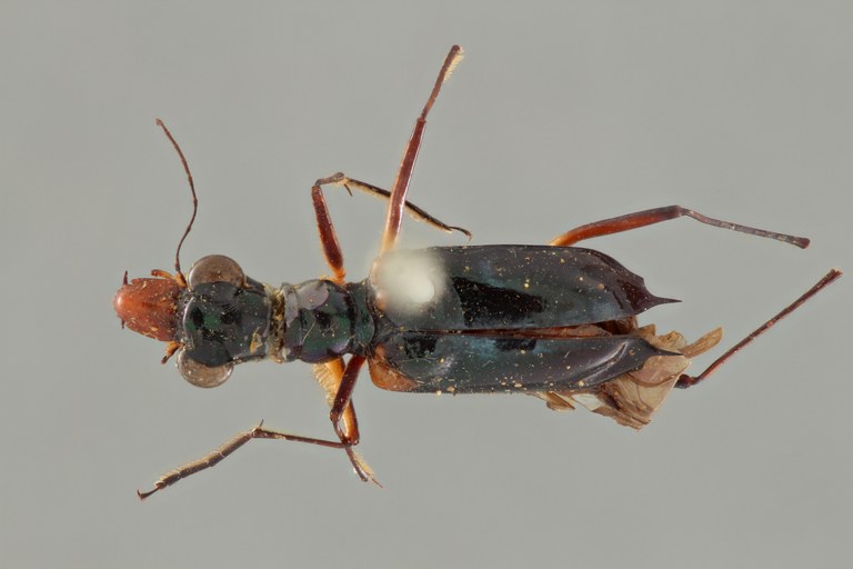 Therates acutipennis syn D ZS PMax.jpg