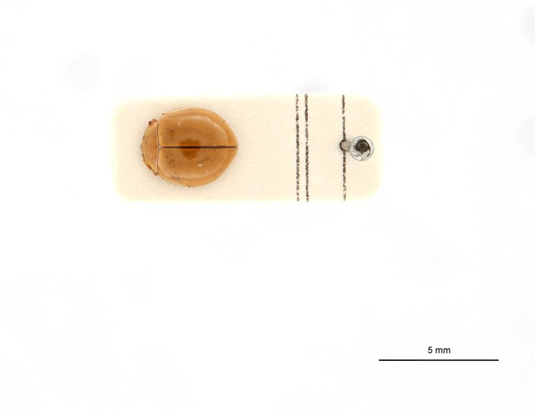 Coccinella leopoldi t D.jpg