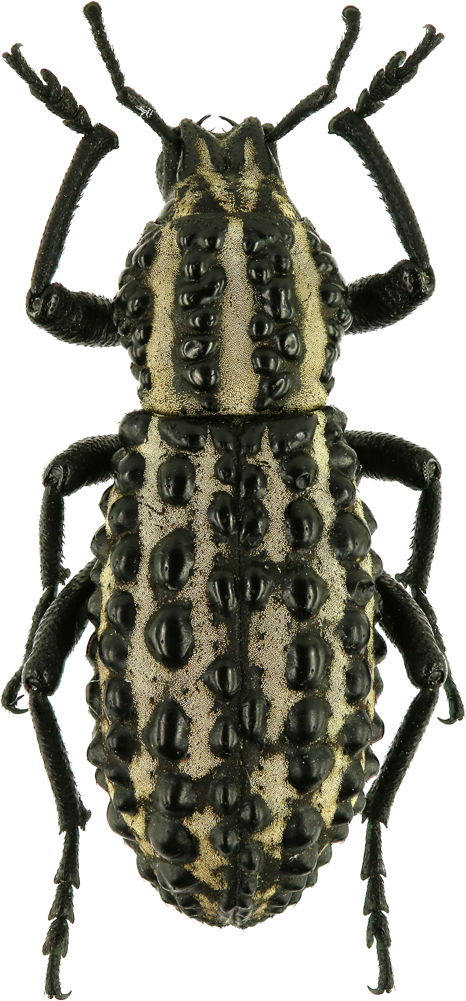 Talaurinus fergusoni Eos 24.jpg