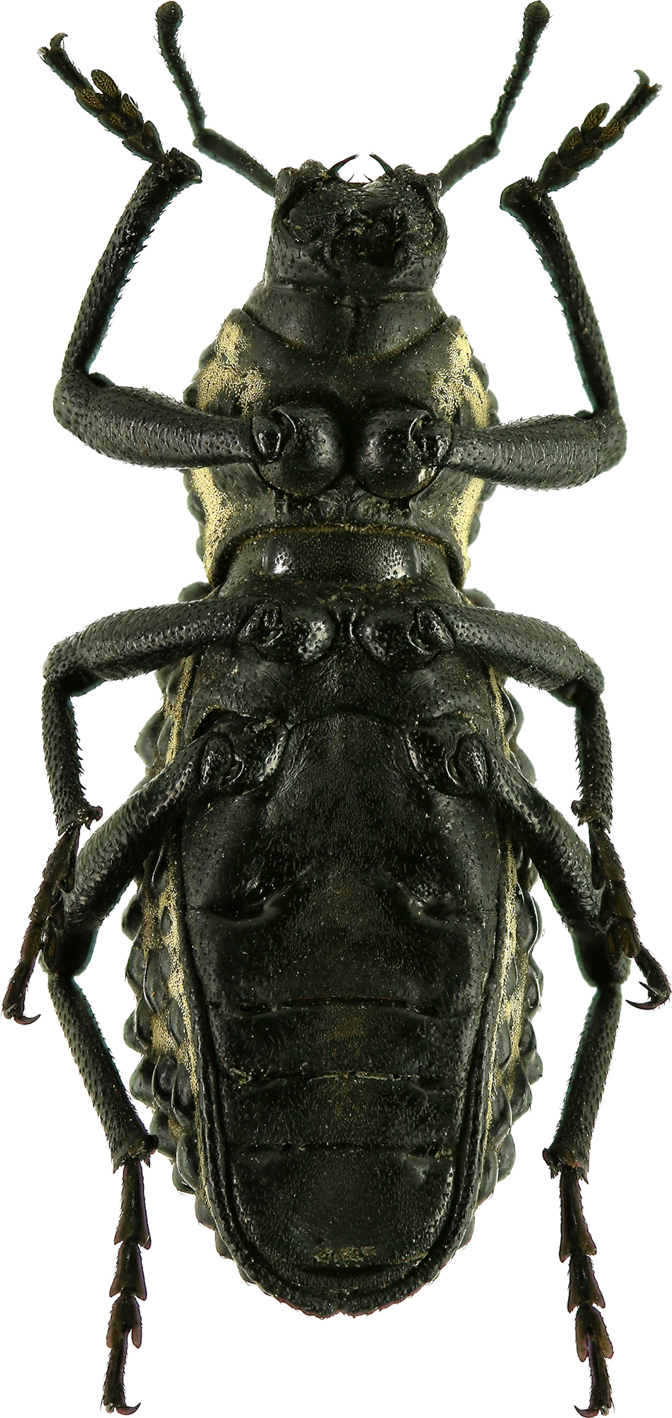 Talaurinus fergusoni Eos  25.jpg