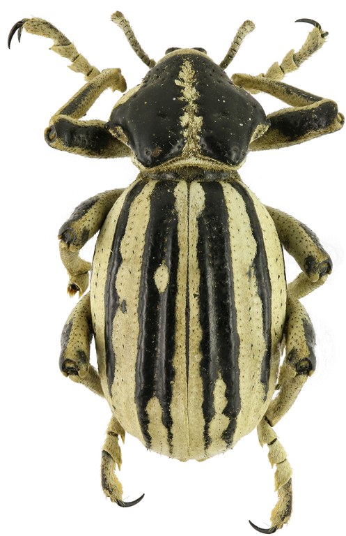 Brachycerus albotectus Eos 2044cz59.jpg