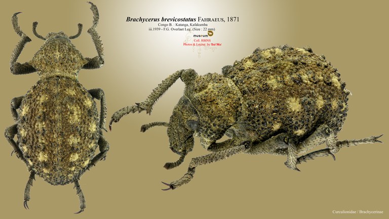 Brachycerus brevicostatus pl.jpg