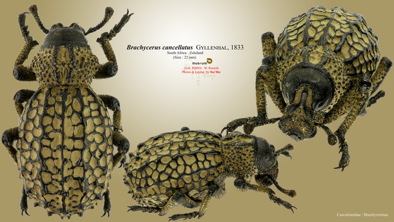 Brachycerus cancellatus.jpg