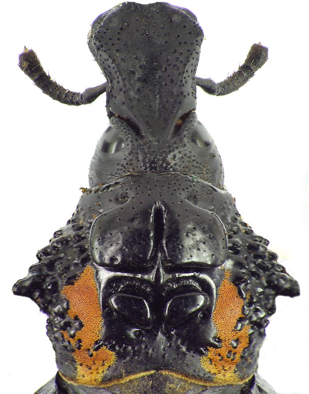 Brachycerus granosus 31953cz60.jpg