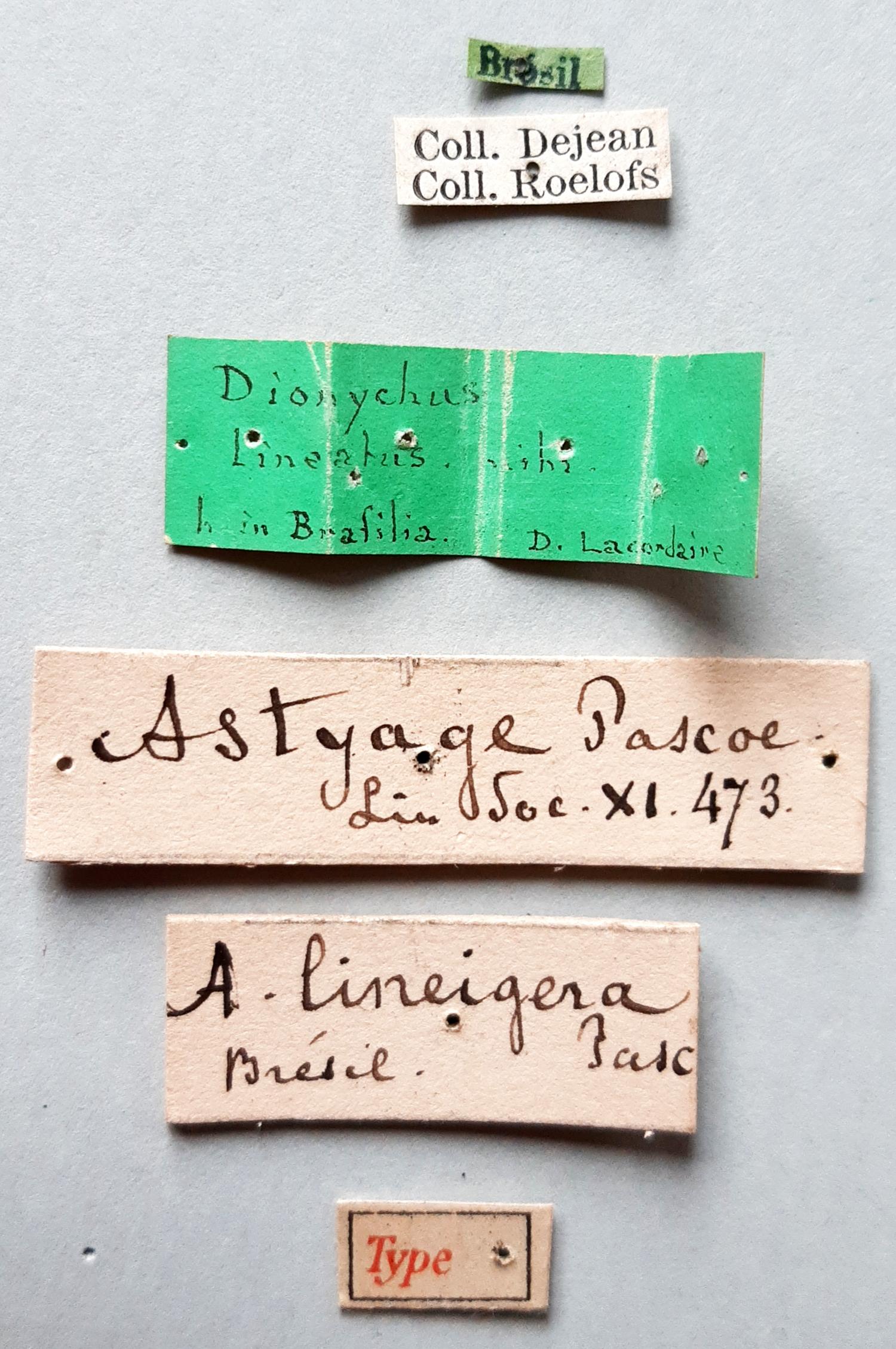 Astyage lineigera t labels